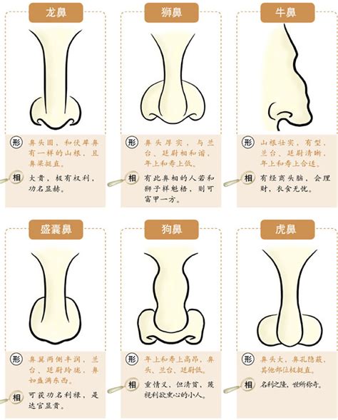 面像 鼻子|面相入门